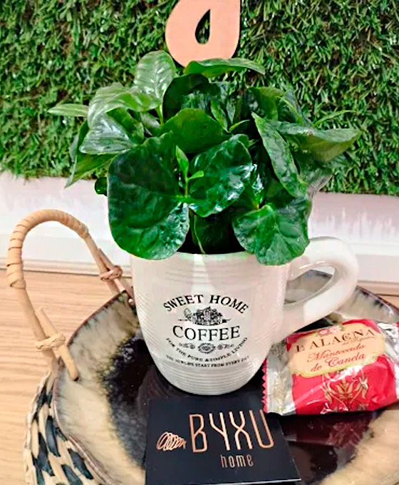 Plantas para regalar